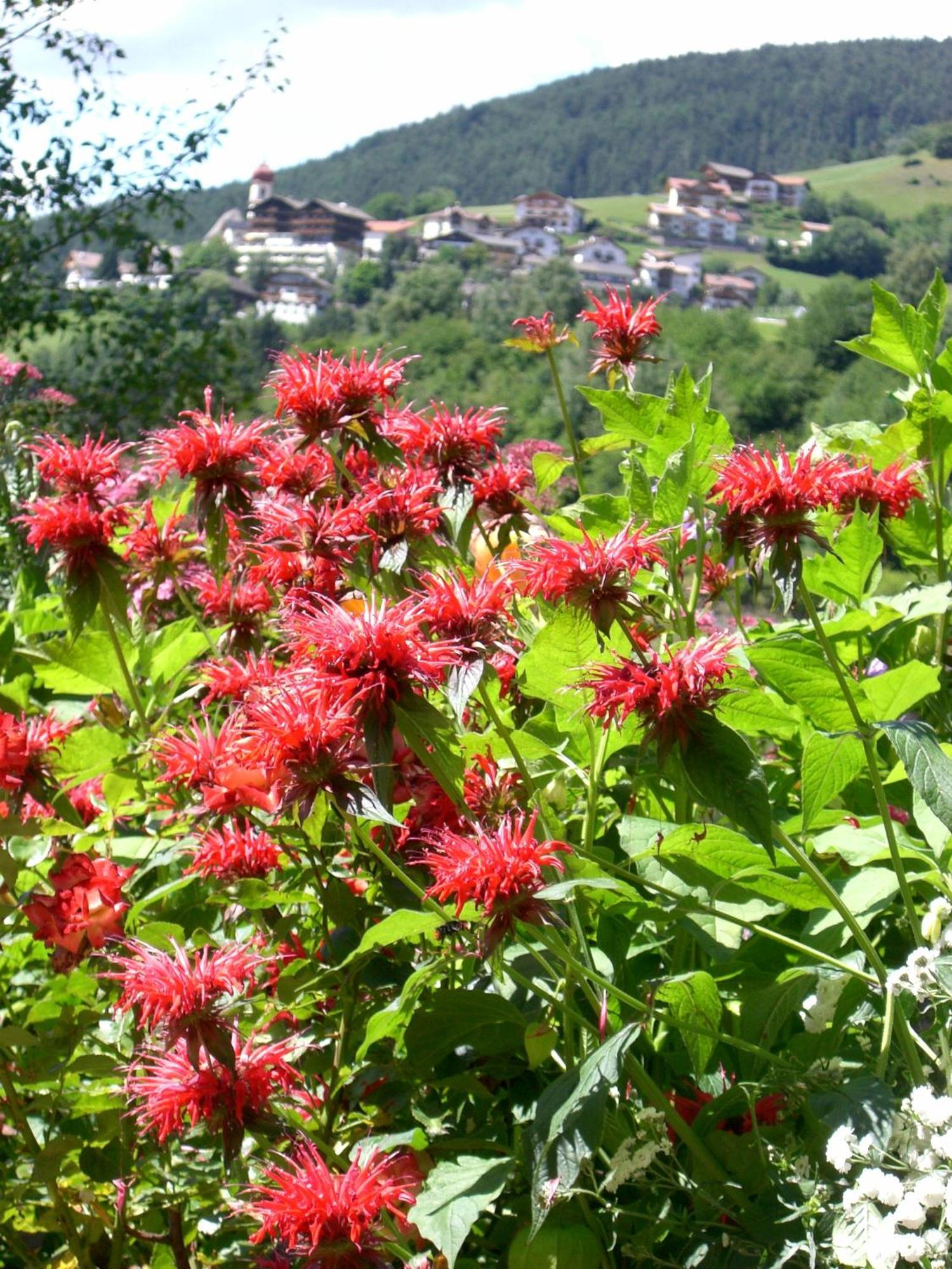 Sonnleitn Daire Laion Dış mekan fotoğraf